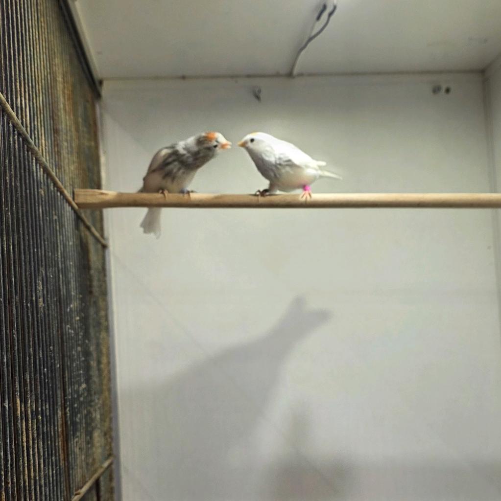 2-2 cabaret barmsijs bont & 0-1 isabel, Dieren en Toebehoren, Vogels | Overige Vogels, Meerdere dieren, Wildzangvogel, Geringd