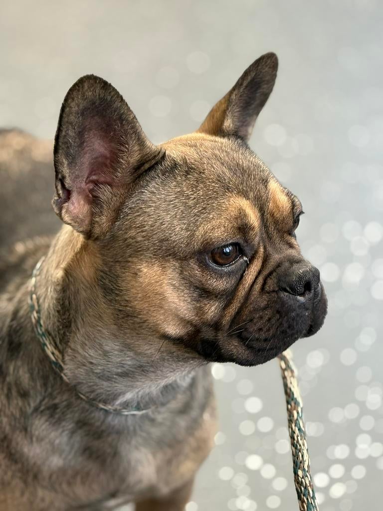 Franse bulldog teef gesteriliseerd 2 jaar, Dieren en Toebehoren, Honden | Bulldogs, Pinschers en Molossers, 1 tot 2 jaar, Teef