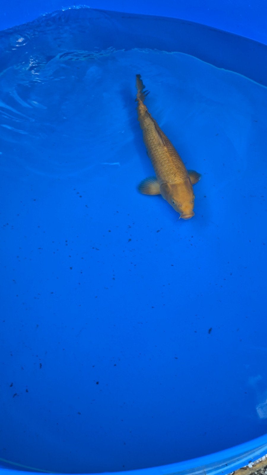 Konishi Karashigoi, +/-55cm, 2e jaar, female, nisai, tam, Dieren en Toebehoren, Karper of Koi