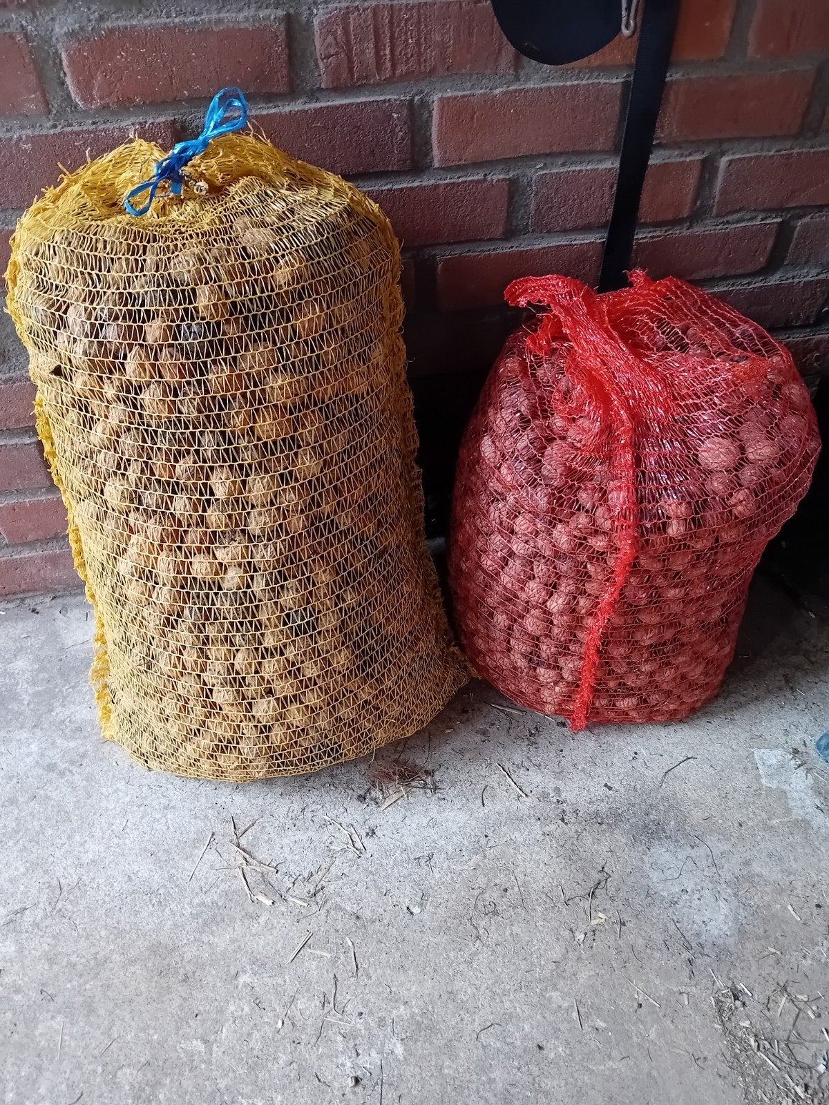 Verse walnoten te koop, Ophalen