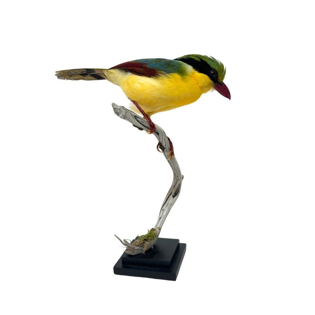 Summersale bij De museumwinkel! Tot 50% korting, Ophalen of Verzenden, Nieuw, Overige soorten, Overige typen