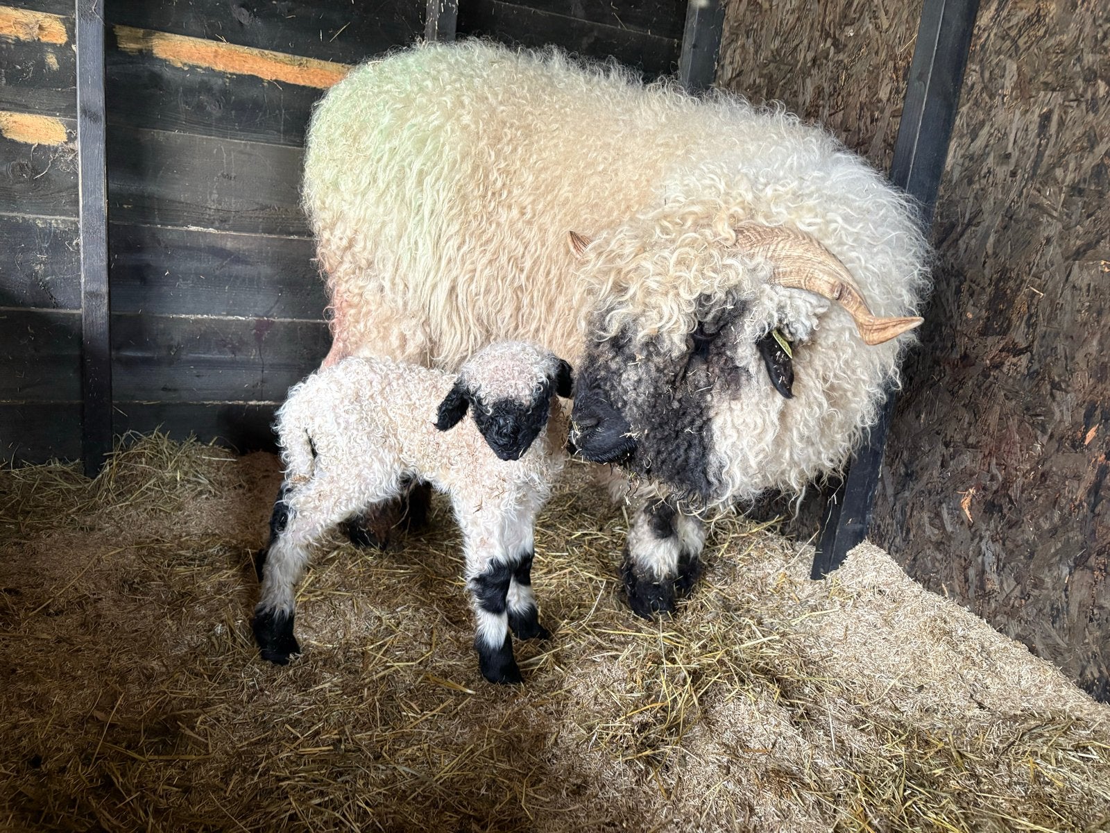 Walliser Schwarznase ooi volbloed, Meerdere dieren, Geit