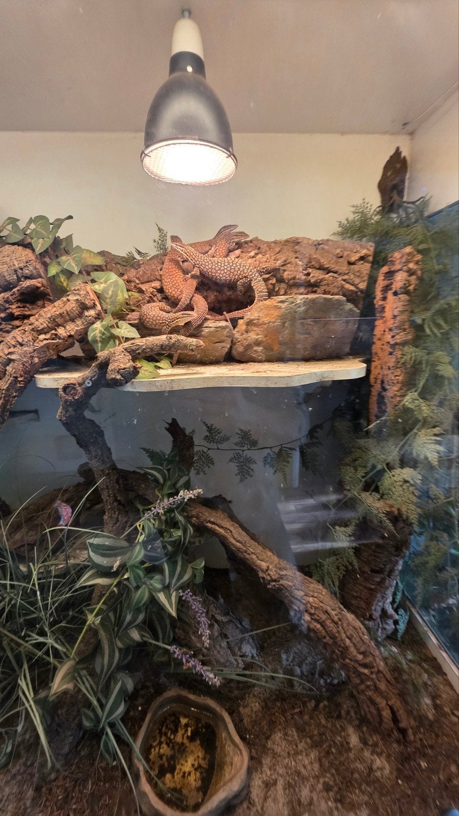 Varanus Acanthurus  5x inclusief Terrarium Monitor Lizard photo 17