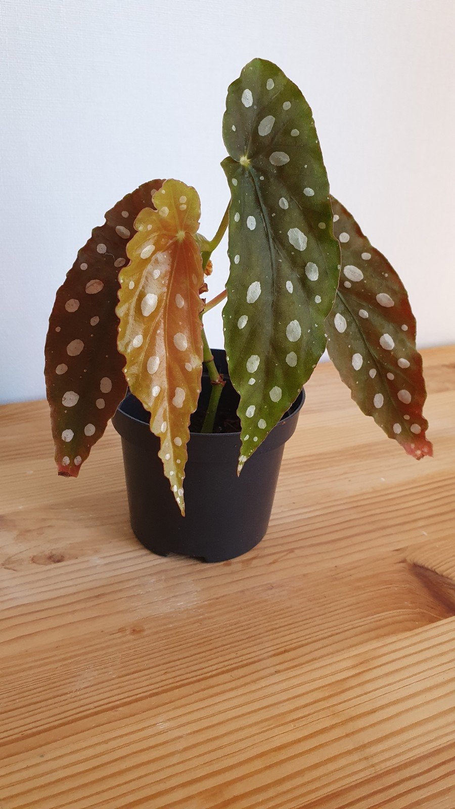 Stippenbegonia plant, Ophalen, Halfschaduw, Minder dan 100 cm
