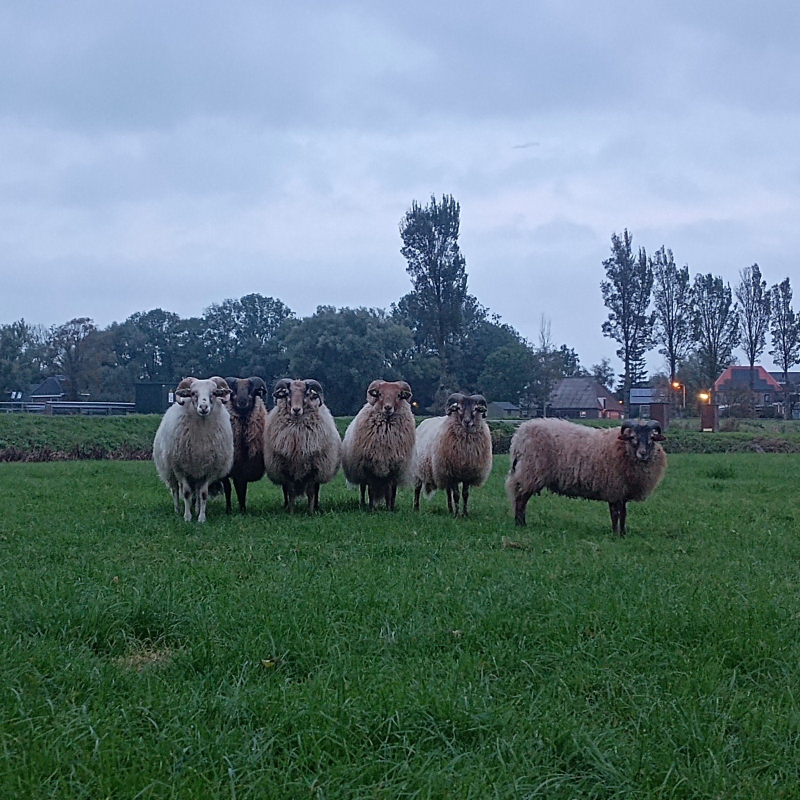 Drentse heide schapen dekrammen te koop, Vrouwelijk, Schaap