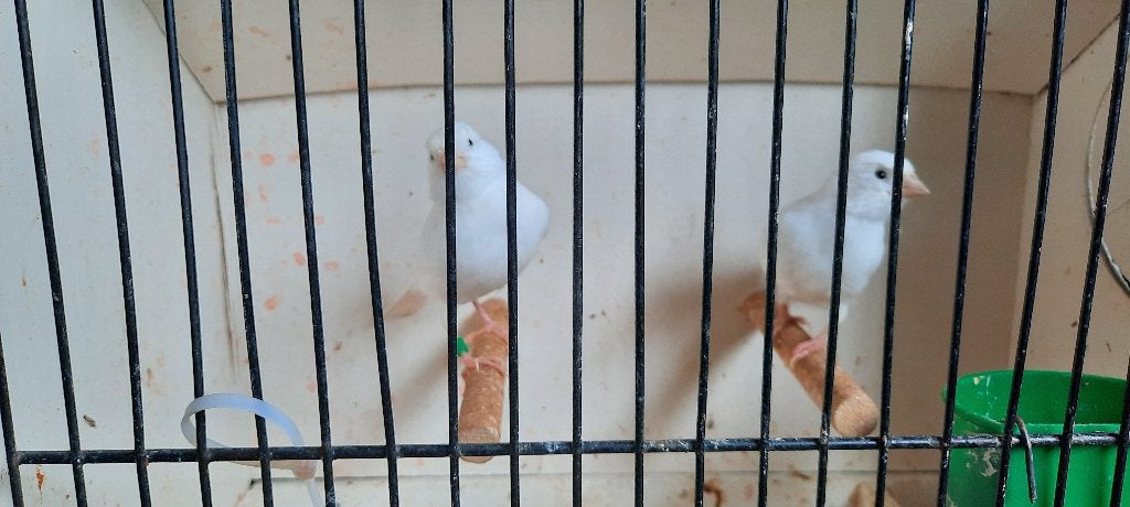 Kanaries, Dieren en Toebehoren, Meerdere dieren, Kleurkanarie