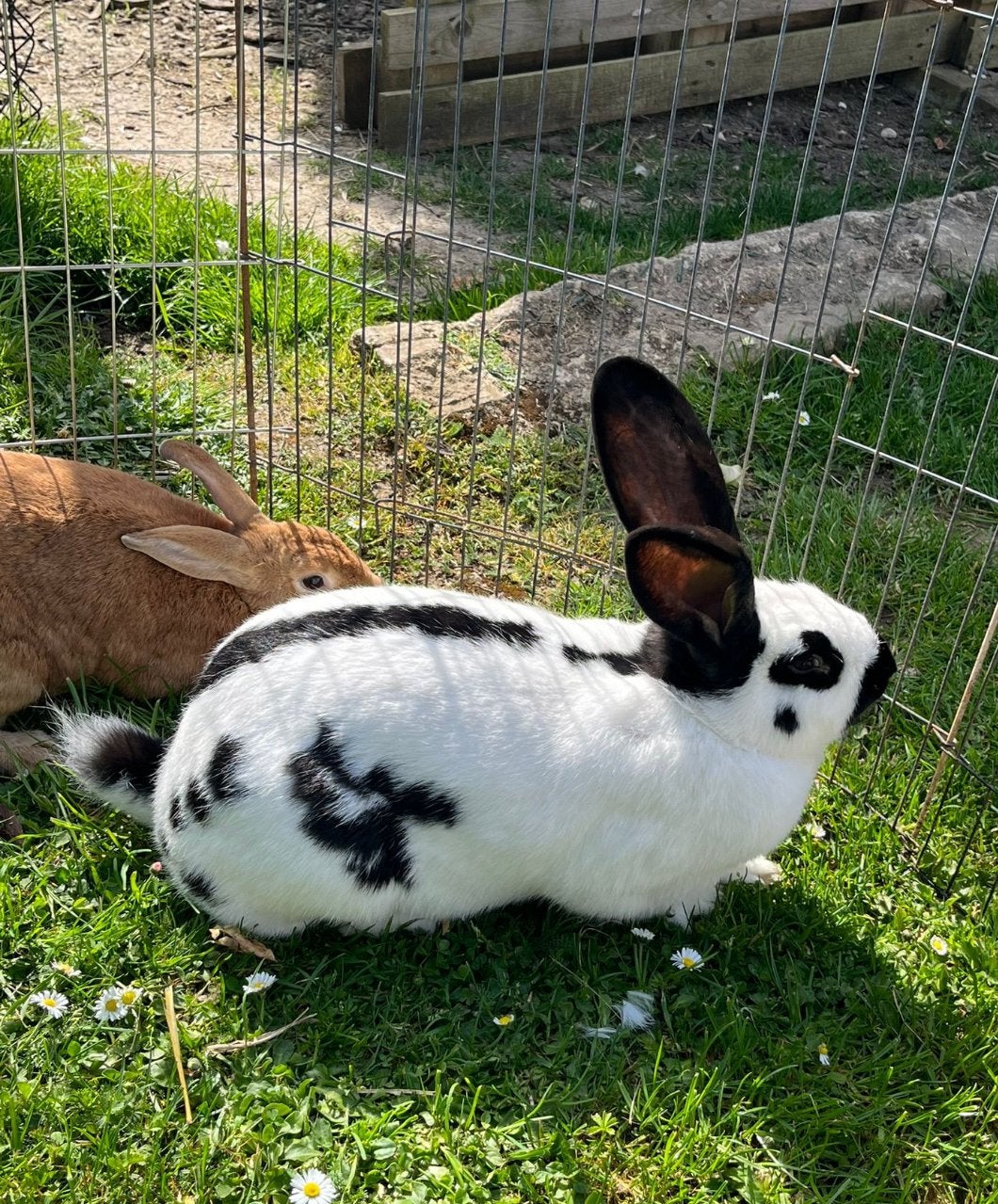 Lotharinger, Dieren en Toebehoren, Konijnen, Vrouwelijk, Groot, 0 tot 2 jaar