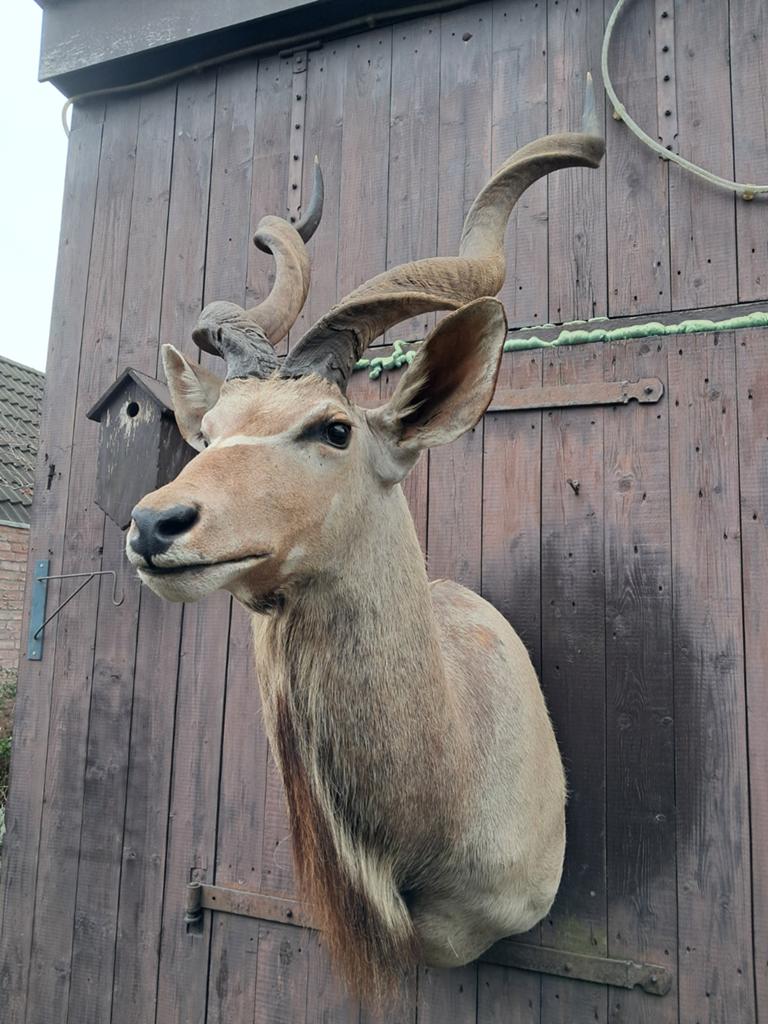 Prachtige Grote Opgezette Koedoe–Jacht Trofee, Ophalen, Zo goed als nieuw, Wild dier, Opgezet dier