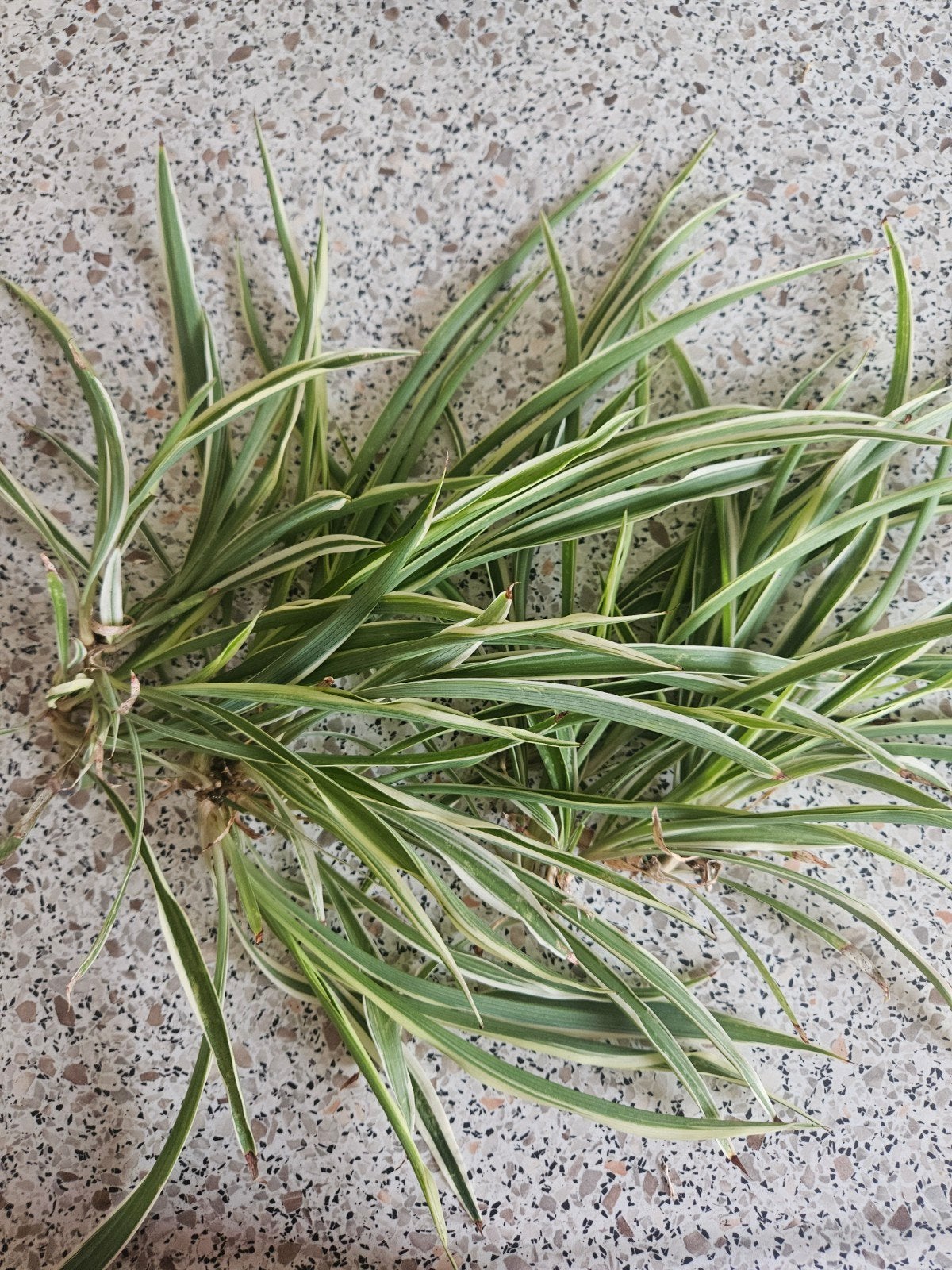 gratis Gezonde graslelie stekjes (Chlorophytum comosum), Ophalen