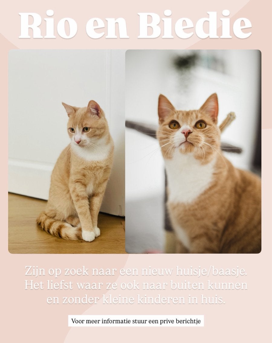 2 katers, Kater, Kortharig, 6 jaar of ouder