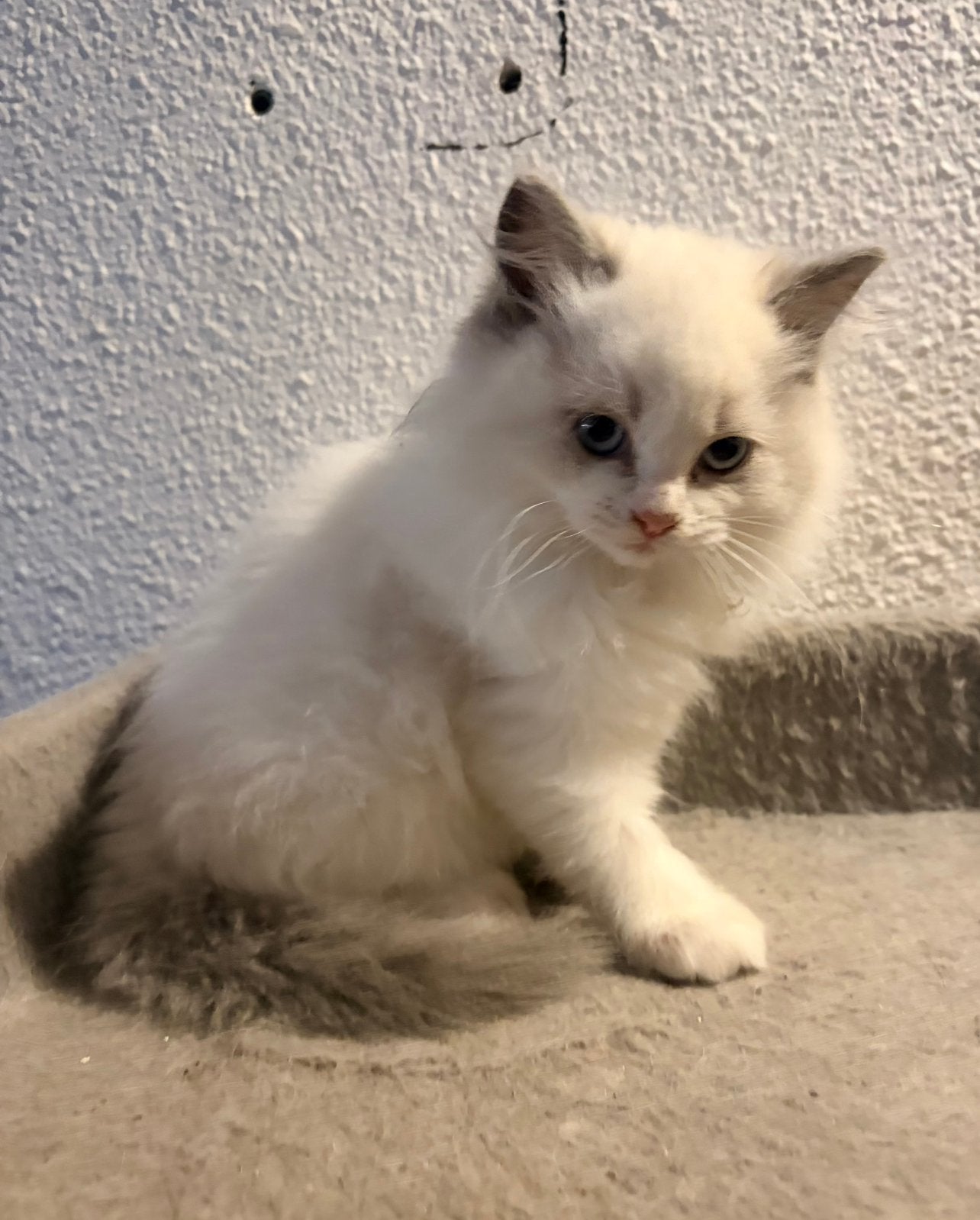 Wolkjes Op Vier Pootjes Ragdoll kittens mogen gelijk mee!, Meerdere dieren, Ontwormd, 0 tot 2 jaar