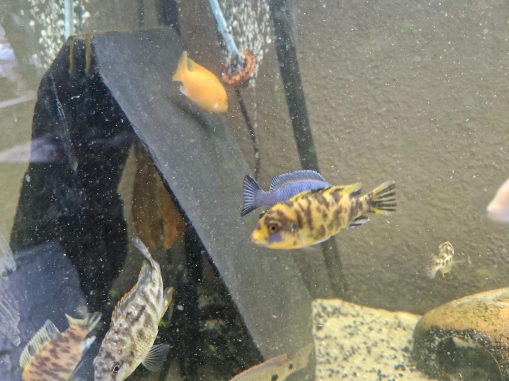 Metriaclima estherae OB (malawi cichlide), Dieren en Toebehoren, Vissen | Aquariumvissen