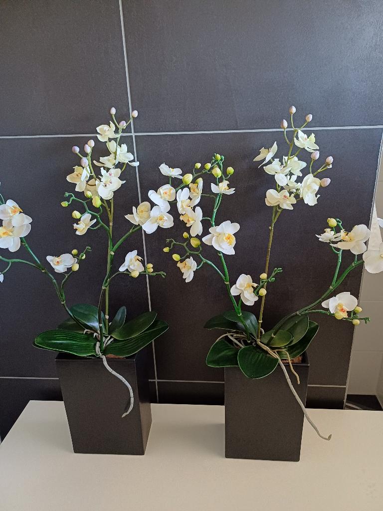 2 x orchidee in pot zijde, Ophalen, Binnen, 70 cm, Zijde