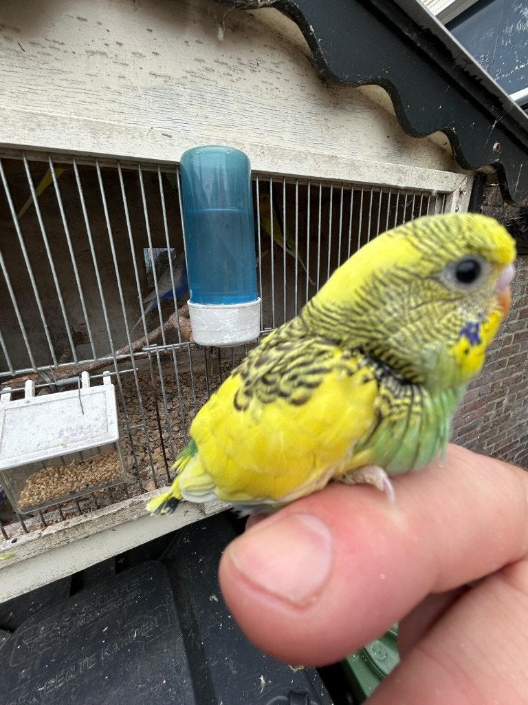 jonge grasparkiet uit het blok, Dieren en Toebehoren, Geslacht onbekend, Parkiet, Tam