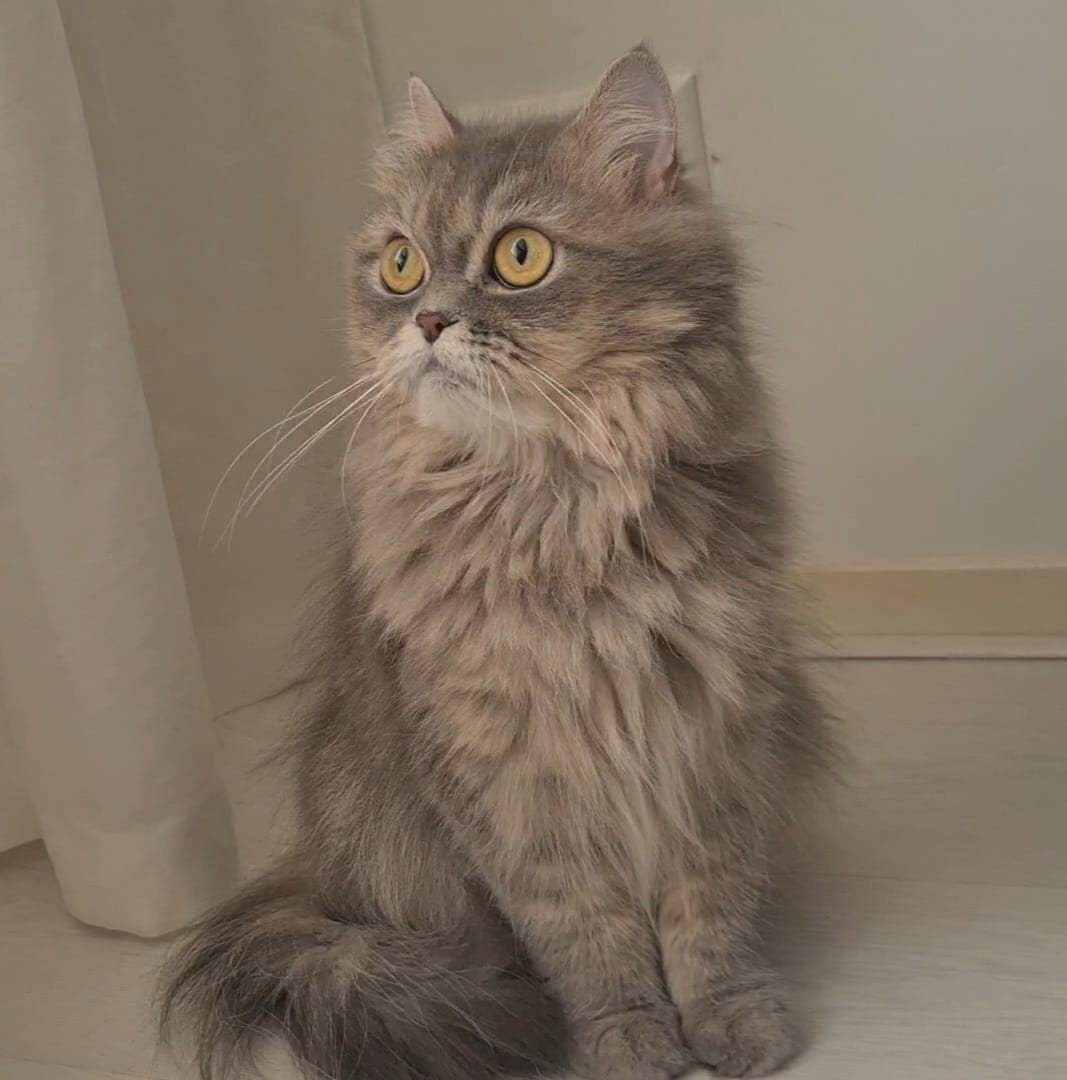 Britse langhaar poes, Dieren en Toebehoren, Poes, Ingeënt