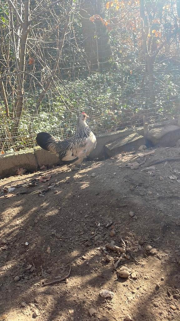 Broedeieren kriel, Dieren en Toebehoren, Pluimvee, Kip, Geslacht onbekend