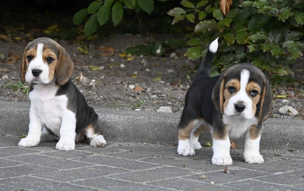 Prachtige Beagle pups met stamboom !, Parvo, Overige rassen, 8 tot 15 weken, Meerdere