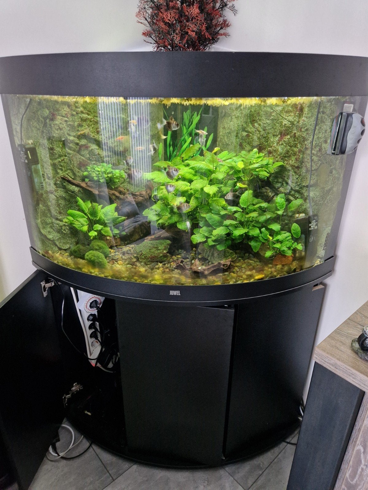 aquarium juwel trigon 190 compleet, Ophalen, Inclusief toebehoren, Juwel, Gevuld zoetwateraquarium