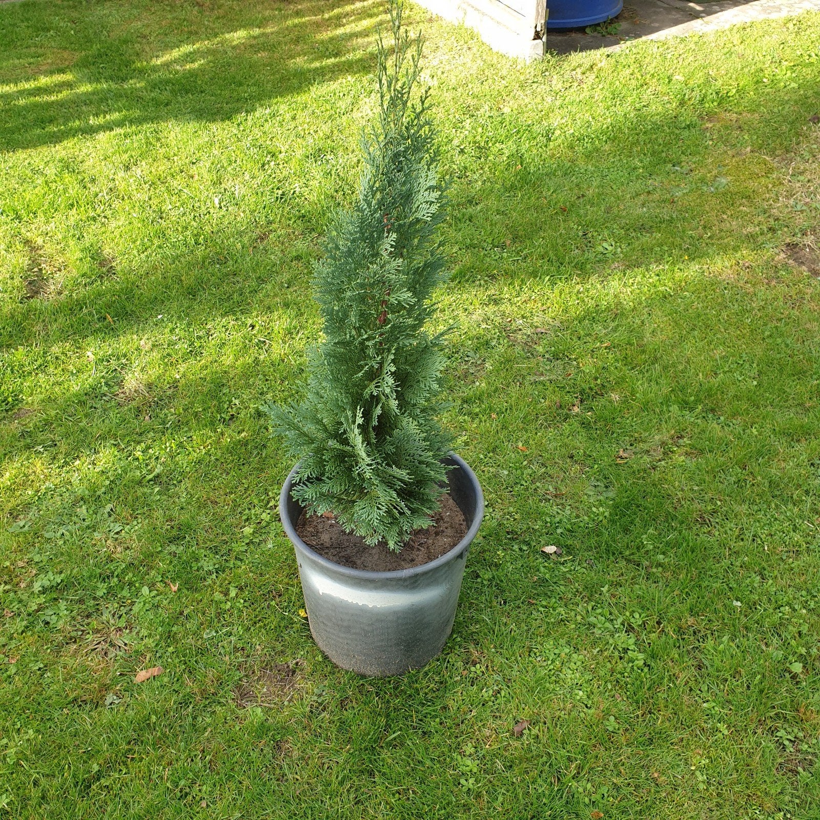 Te koop conifeer, Ophalen, Conifeer, Struik, Minder dan 100 cm