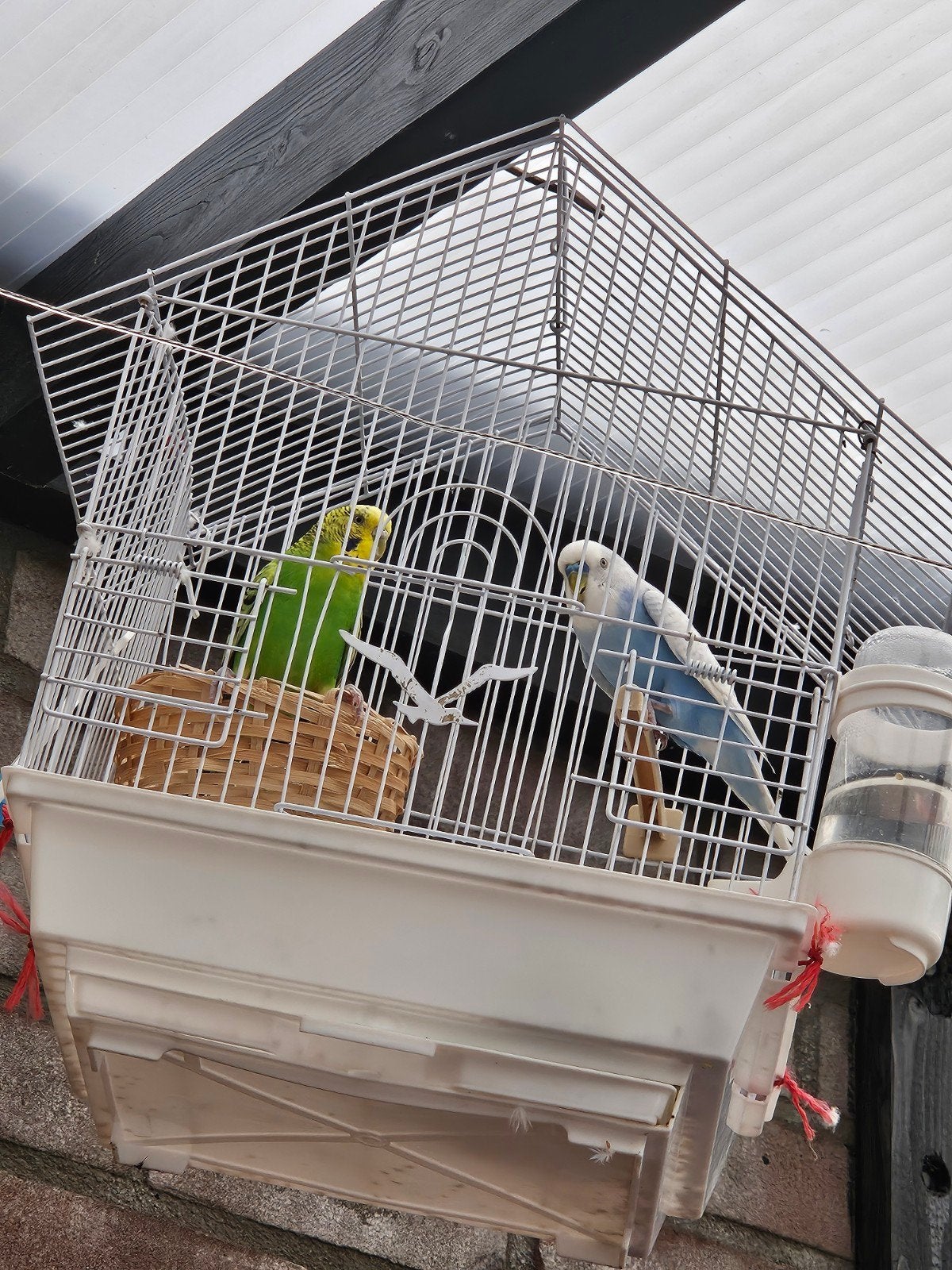 Vogels en kooien, Ophalen, Hout, Vogelkooi