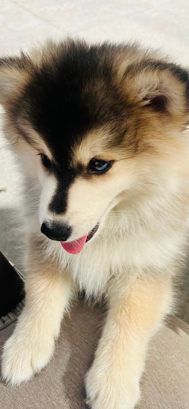 Pomeriaan/ pomsky F3, 8 tot 15 weken, Meerdere, Meerdere dieren, CDV (hondenziekte)