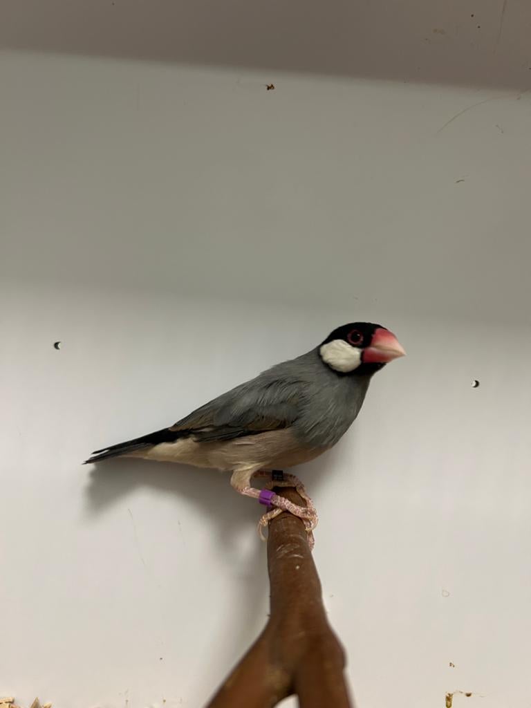 Rijstvogels, Dieren en Toebehoren, Meerdere dieren, Tropenvogel, Geringd