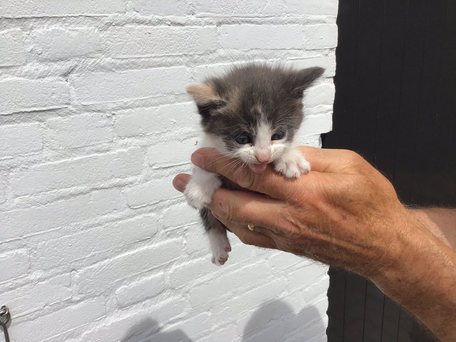 5 boerderij kittens, Dieren en Toebehoren, Katten en Kittens | Overige Katten, Meerdere dieren