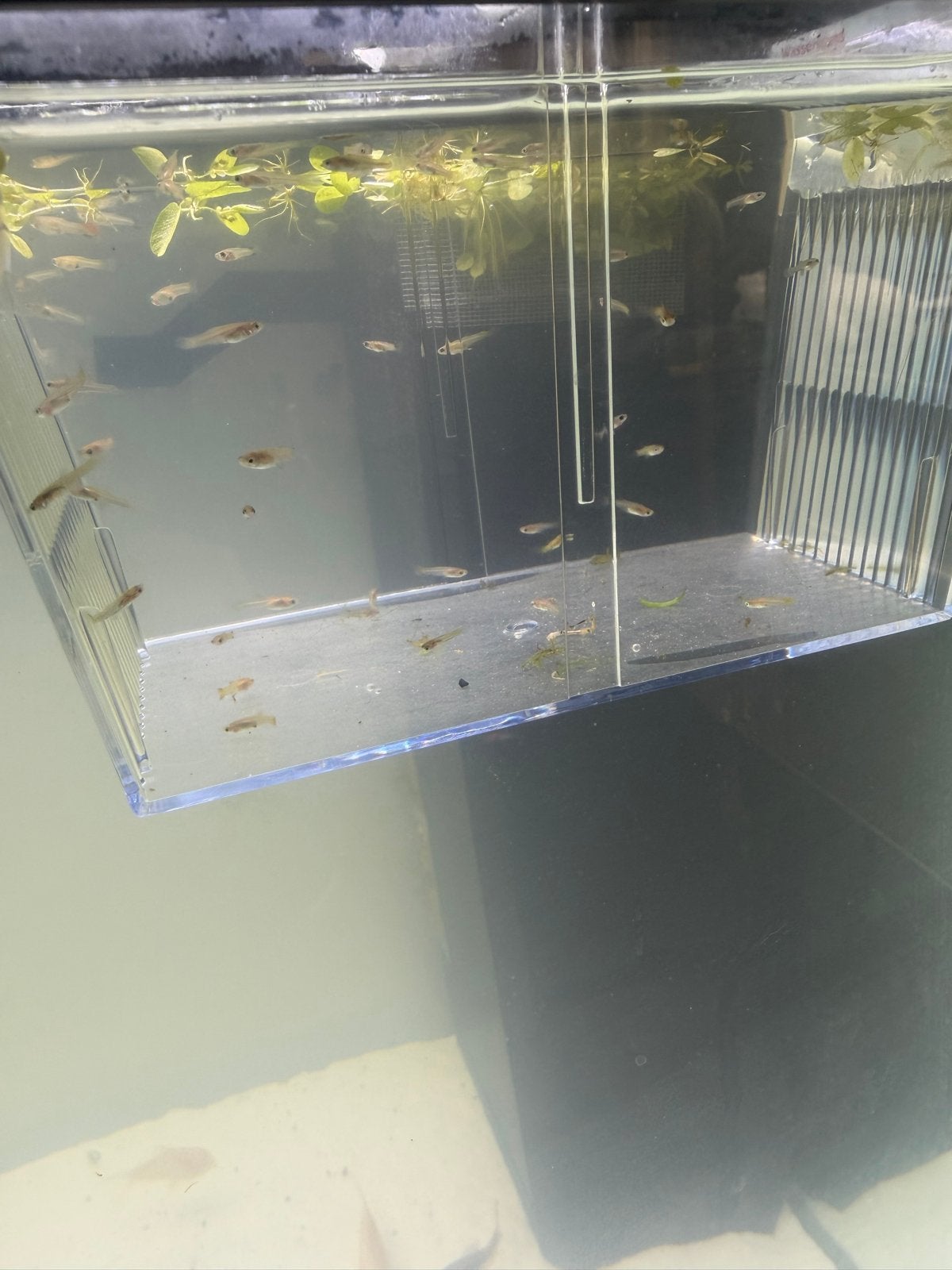 Baby guppy’s Guppy, Vis, Zoetwatervis, Schoolvis