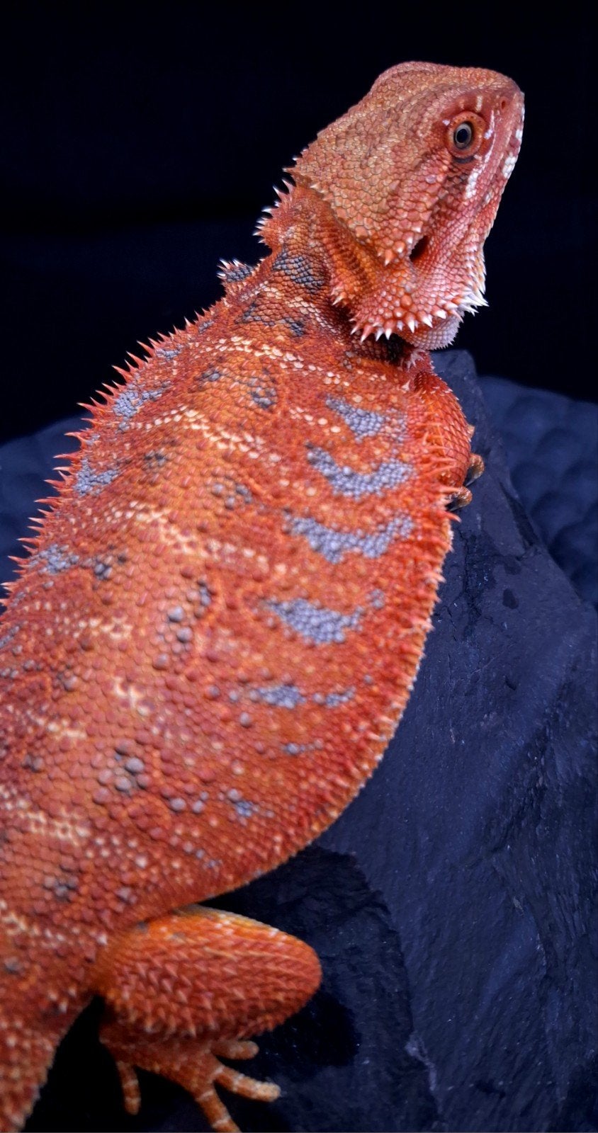 50% Red Monster Extreme Blue Tiger Baardagaam Vrouw, Hagedis, 0 tot 2 jaar