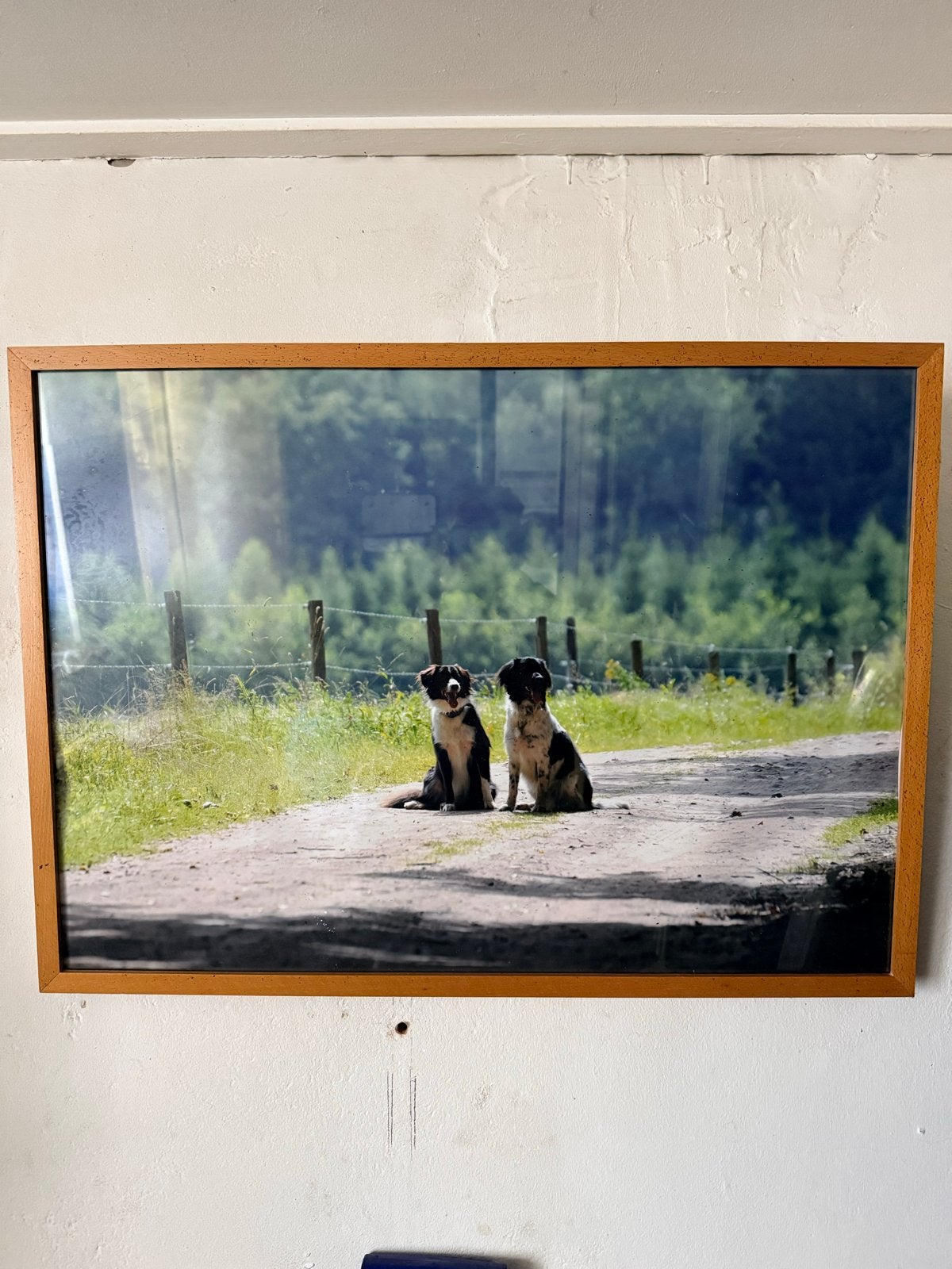 Ingelijste foto van twee honden op een landweg, Ophalen, 50 – 75, Zo goed als nieuw, 75 tot 100 cm