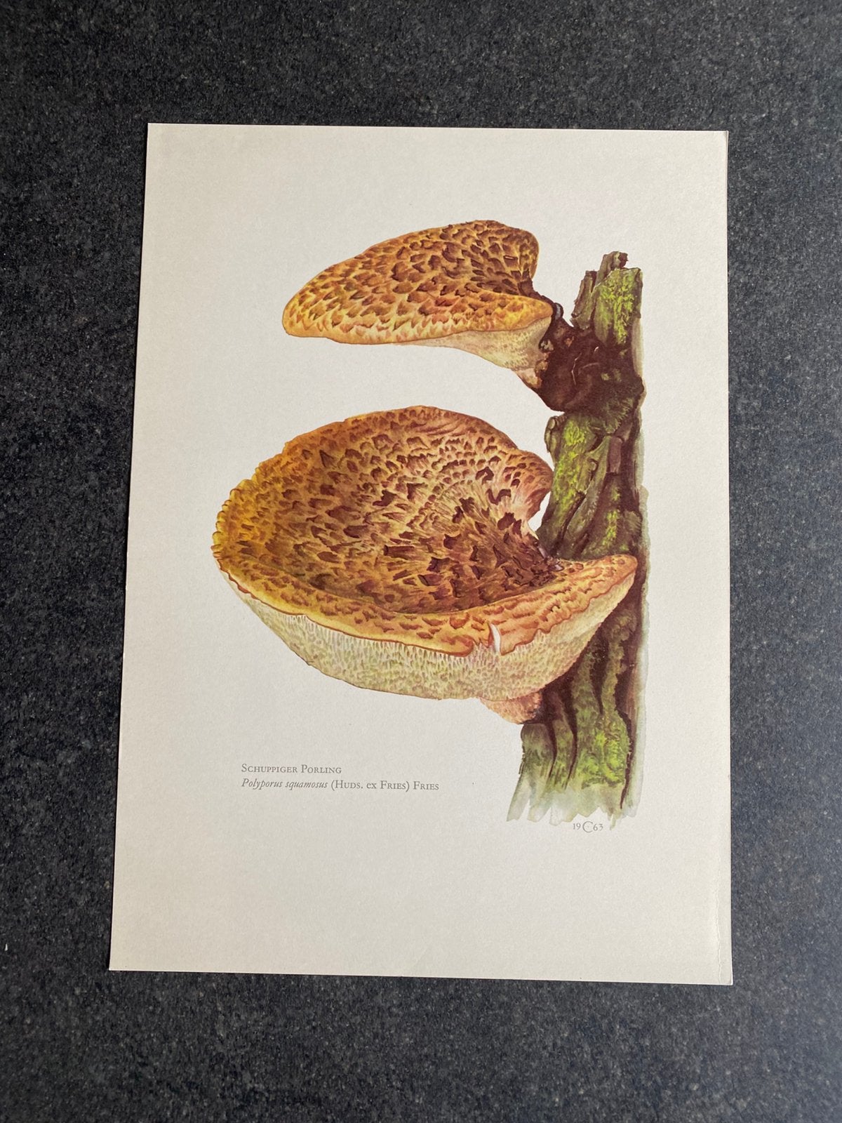 10 prenten paddestoelen 19x27 cm samen 20 euro, Ophalen of Verzenden, Natuur en Biologie