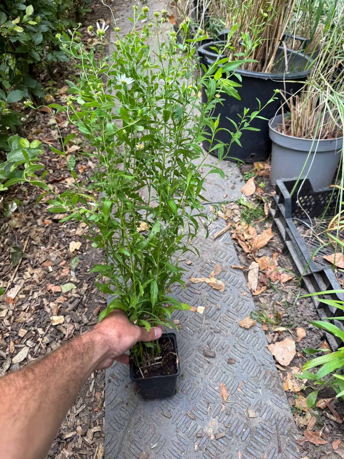 Aster, ageratoides 'Ashvi , Kalimeris Alba, Ophalen of Verzenden