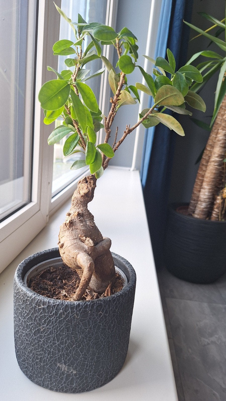 Mooie Ficus Bonsai in pot, Huis en Inrichting, Ophalen, Ficus, In pot, Minder dan 100 cm