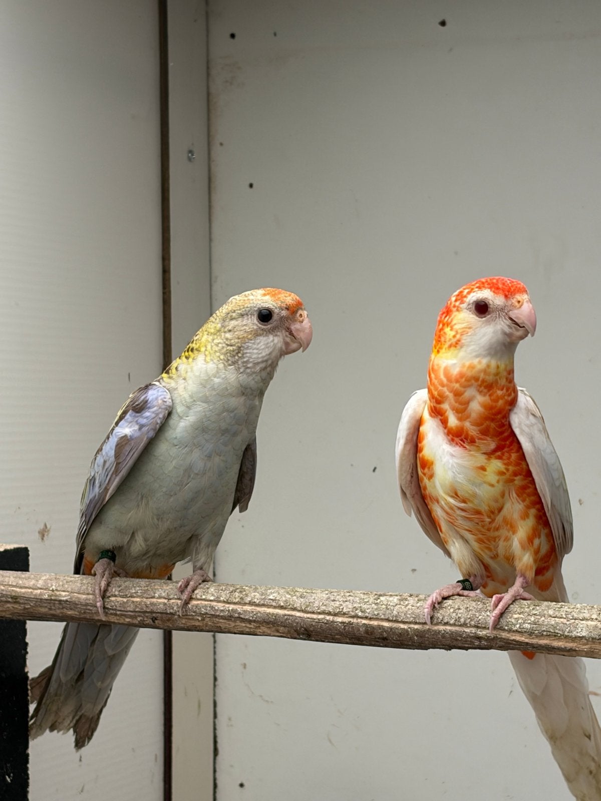 Rosella bleekkop mutatie, Meerdere dieren, Parkiet