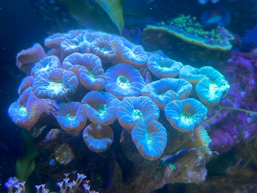 Caulustrea stekken voor zeeaquarium, Overige typen, Zoutwatervis