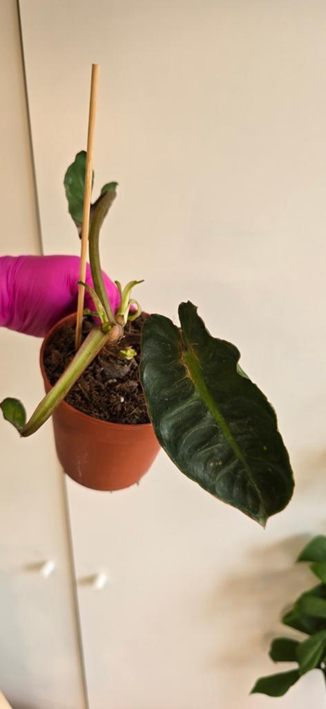 Philodendron billietiae kneusje, Huis en Inrichting, Kamerplanten, Ophalen of Verzenden, Halfschaduw, Minder dan 100 cm