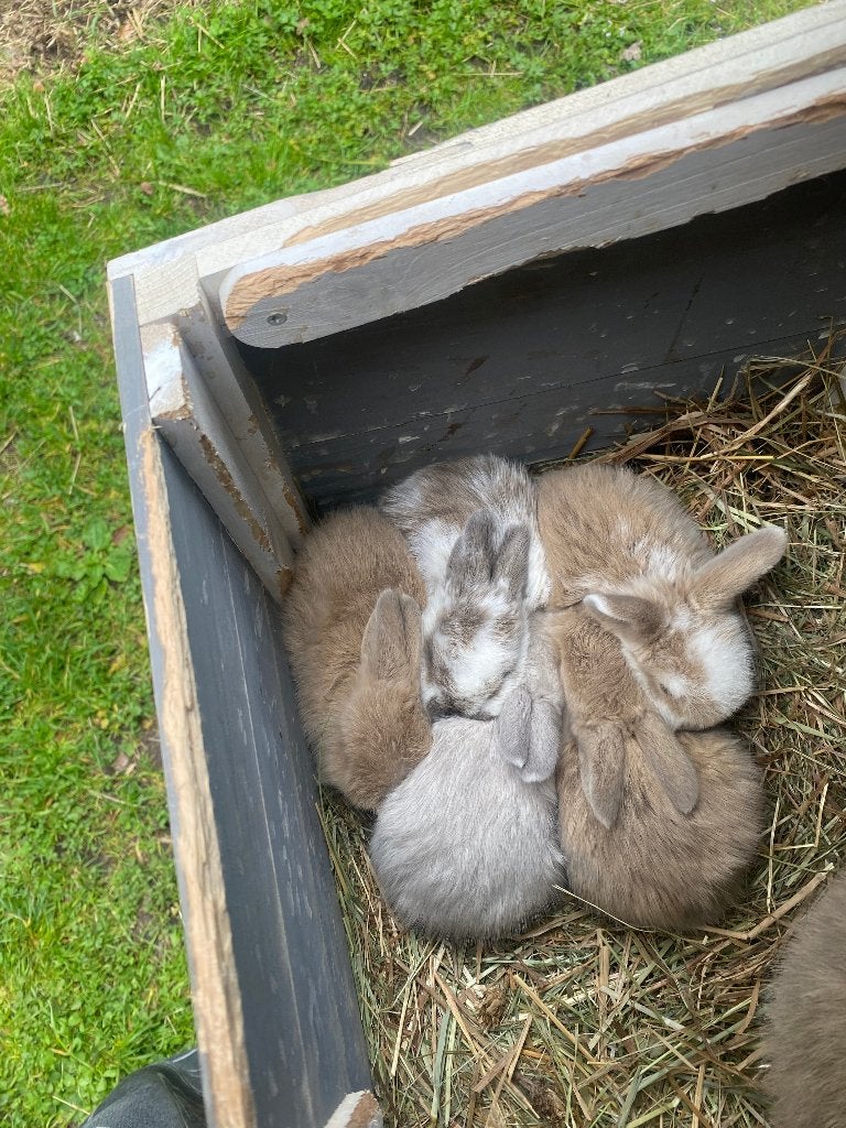 Mini lop konijntjes te koop, Dieren en Toebehoren, Konijnen, Meerdere dieren, Dwerg