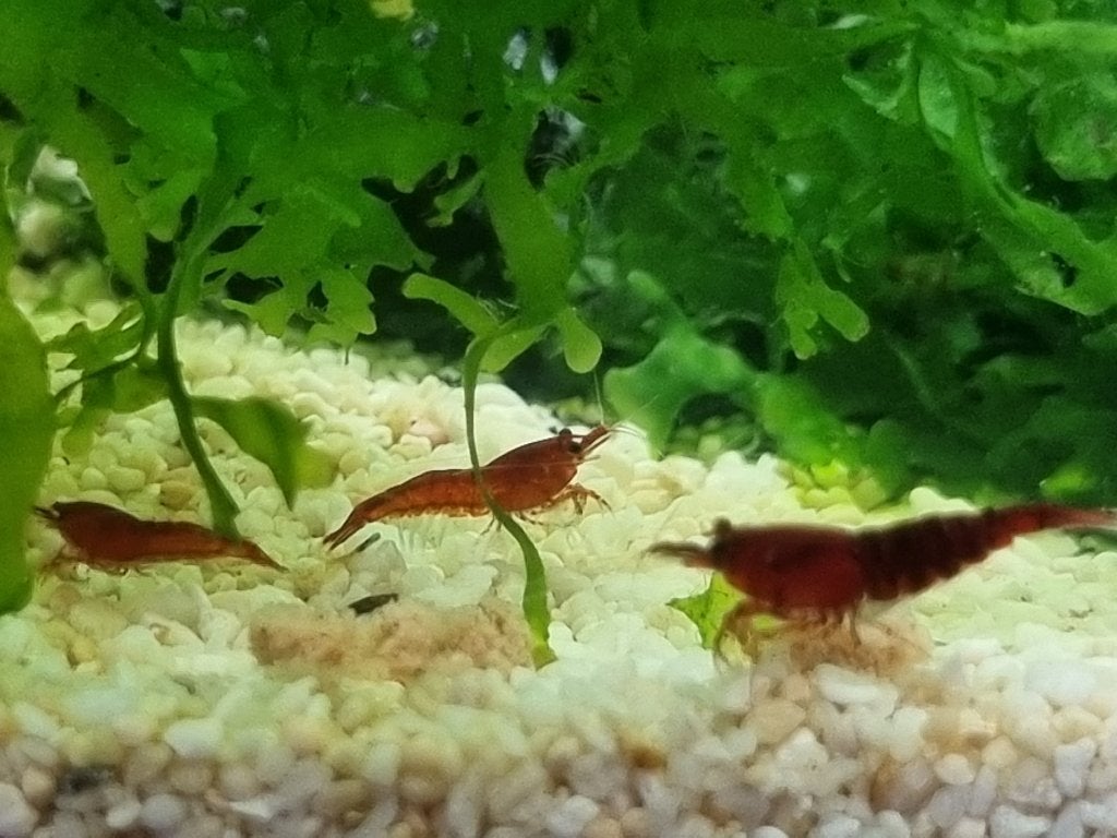 bloody mary garnalen high grade, Kreeft, Krab of Garnaal