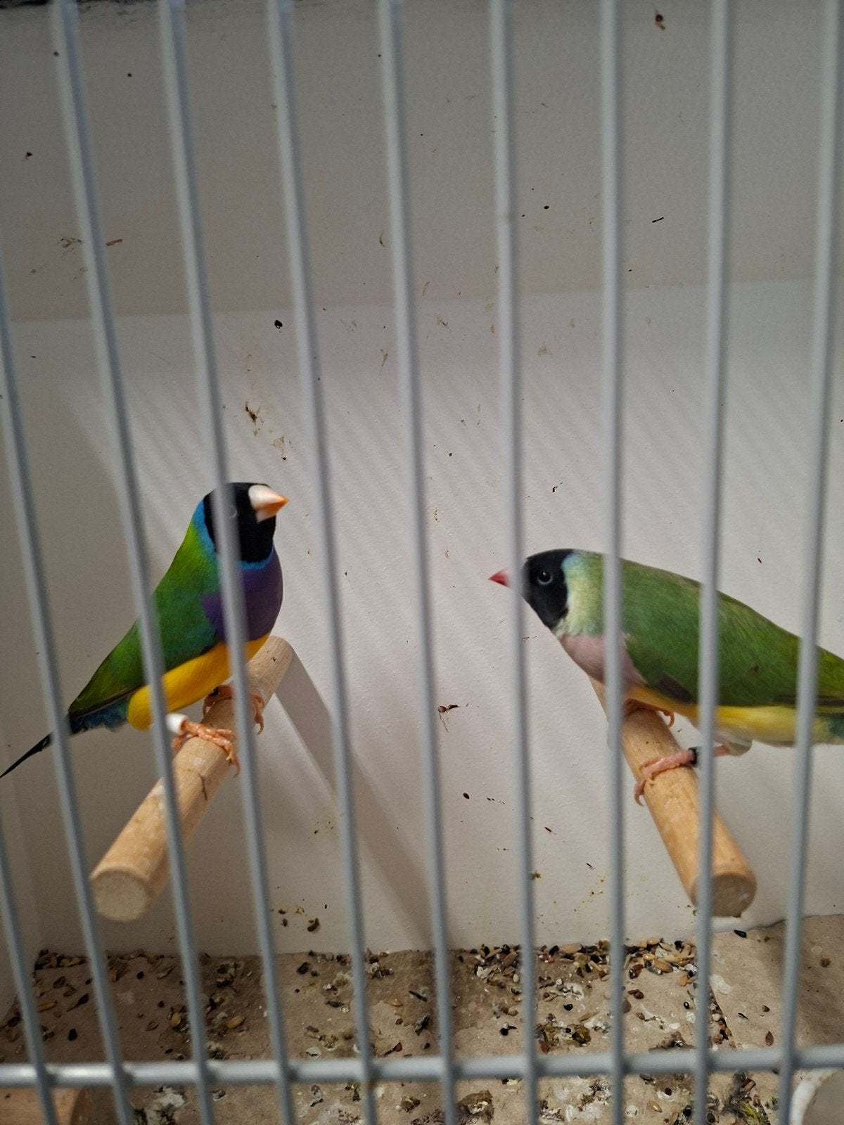 goulds gould amadinne, Meerdere dieren, Tropenvogel, Geringd