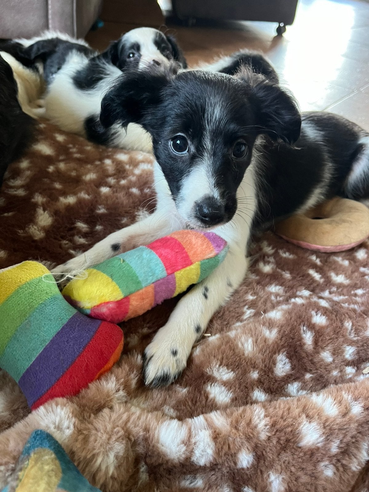 Prachtige Markiesje/Kooikerhondje pups!, Nederland, Overige rassen, 8 tot 15 weken, CDV (hondenziekte)