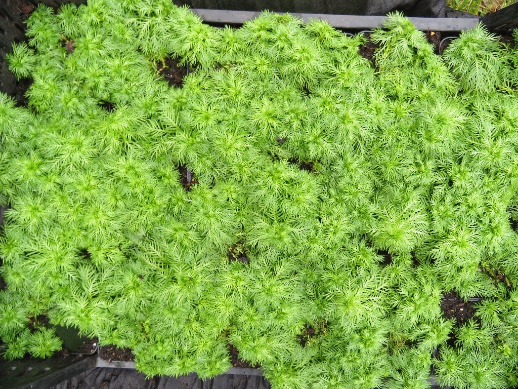 Zuurstofplanten: Waterviolier, Ophalen of Verzenden, Nieuw