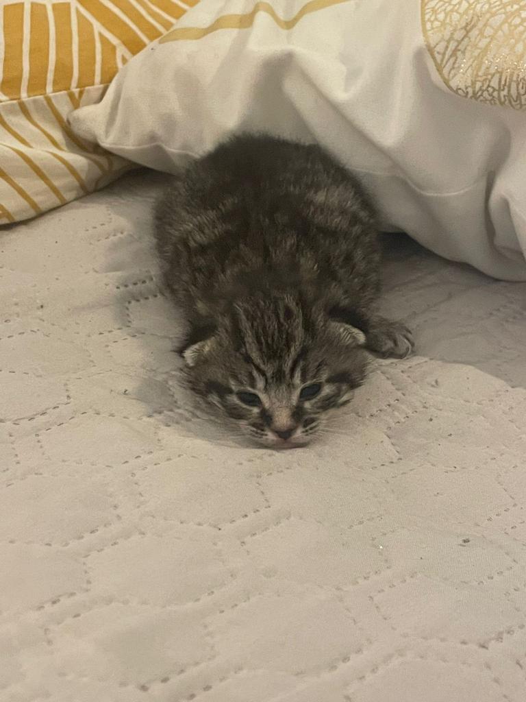 Half maincoon kittens, Dieren en Toebehoren, Katten en Kittens | Raskatten | Korthaar, Meerdere dieren