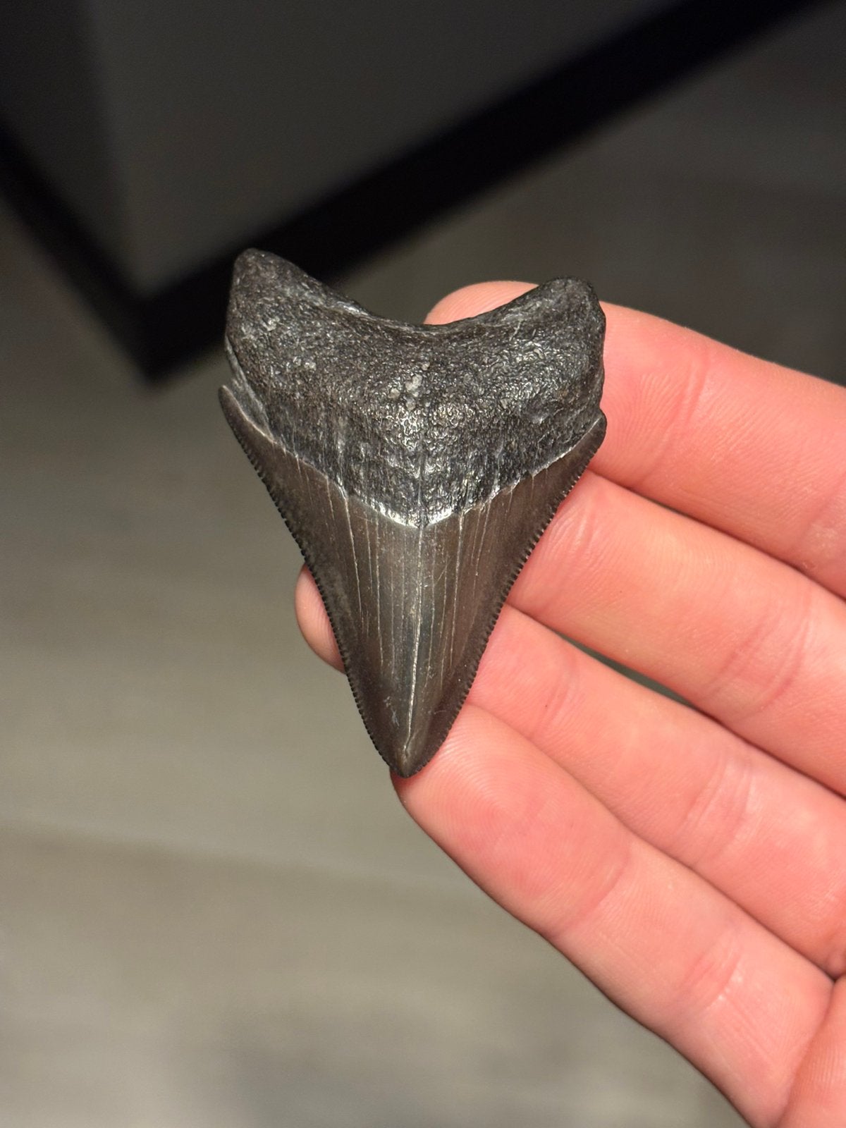 Megalodon haaientand fossiel Georgia, Verzamelen, Ophalen of Verzenden, Fossiel