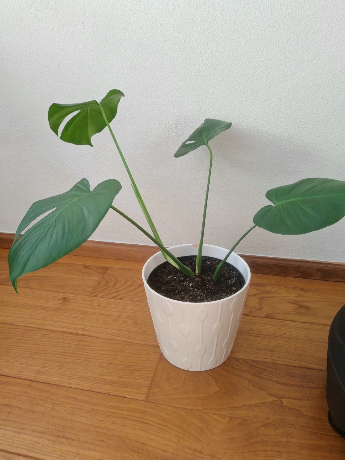 Monstera Deliciosa plant, Ophalen, Halfschaduw, Minder dan 100 cm, Groene kamerplant