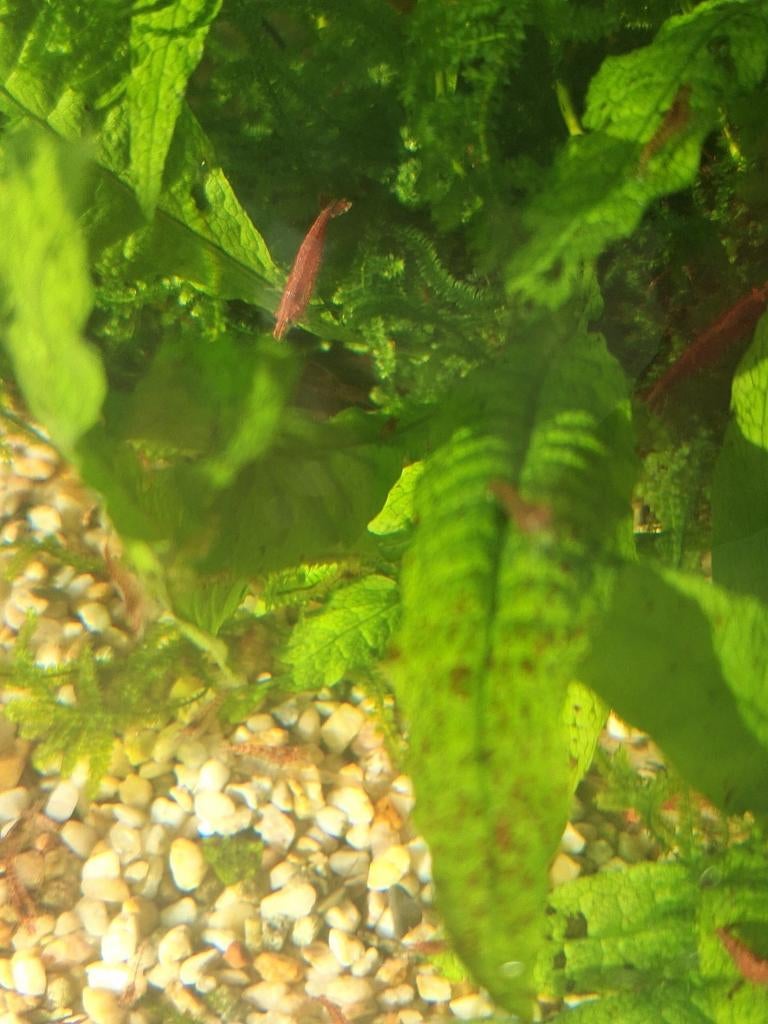 Gratis waterplanten, Vis