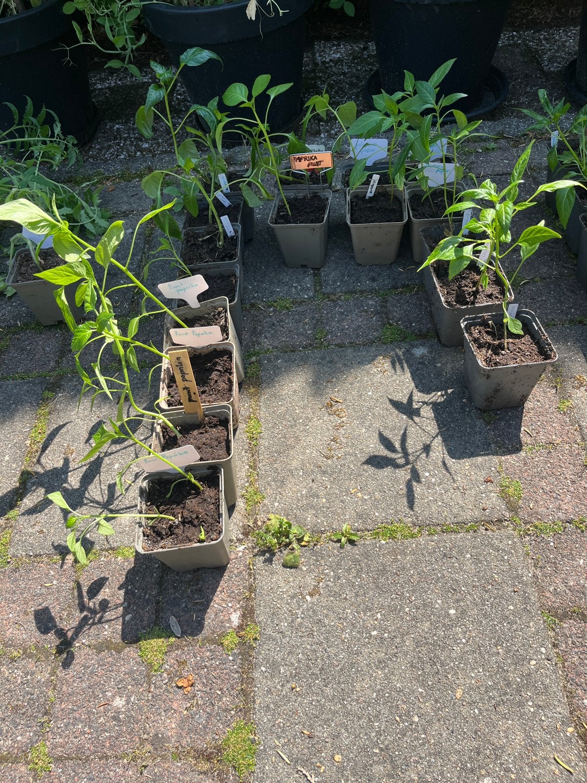 Veel tuinplantjes: paprika en peper, Ophalen, Eenjarig, Groenteplanten, Volle zon