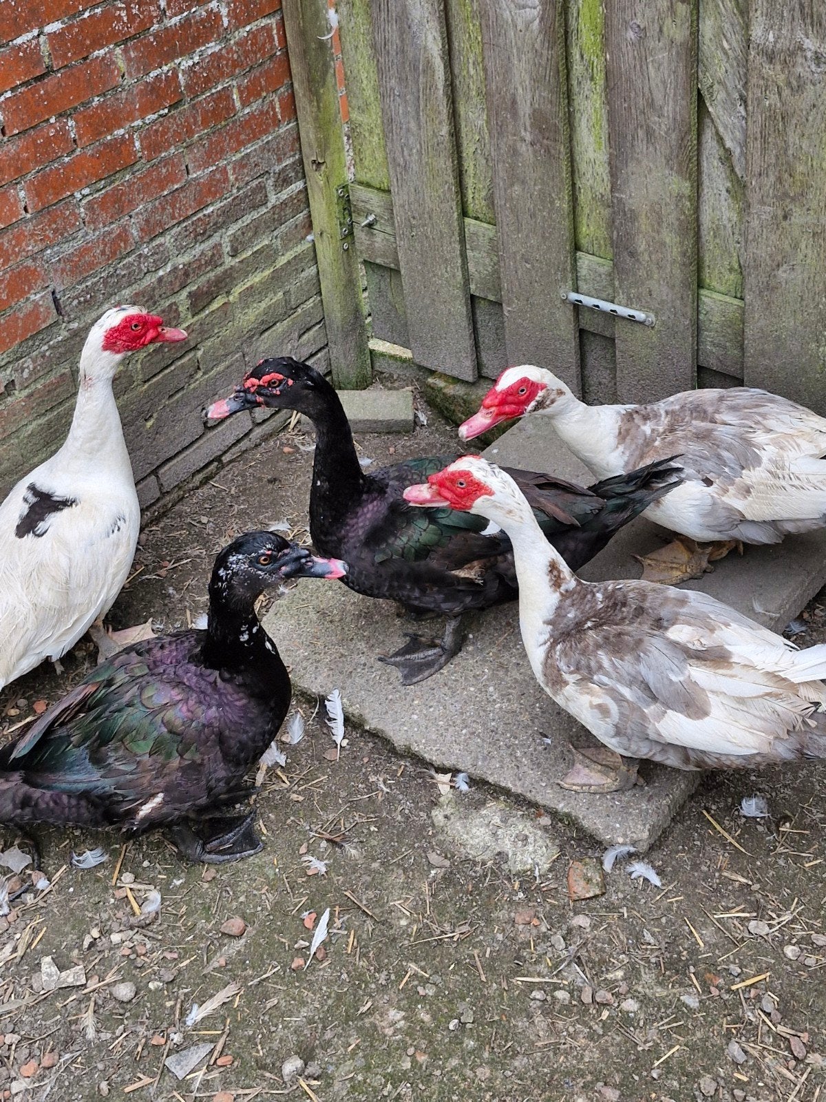 Muskuseenden, Dieren en Toebehoren, Pluimvee, Mannelijk, Eend