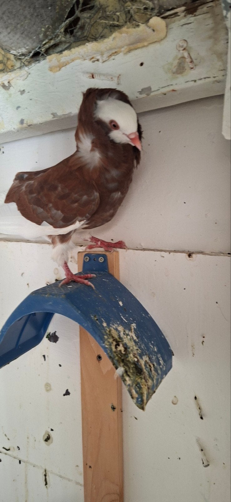 Tekoop Oudhollands kapucijnen duiven, Meerdere dieren, Overige soorten