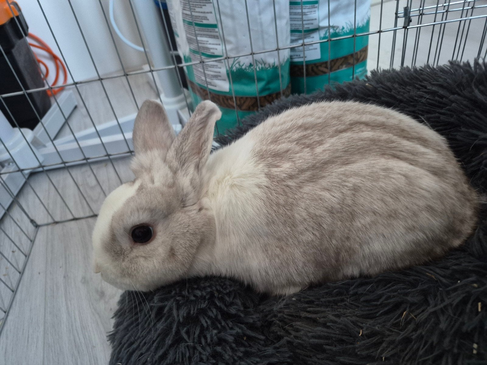 Ko Konijn, Mannelijk, Middelgroot, 3 tot 5 jaar