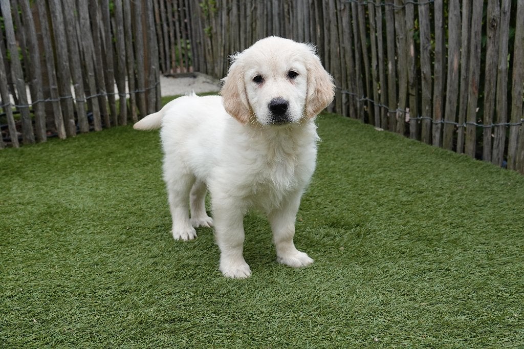 Prachtige Blond/goude Golden Retriever pups, met stamboom, Dieren en Toebehoren, België, 8 tot 15 weken, Meerdere, Meerdere dieren